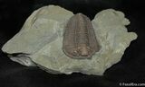 Twitter Contest Prize: Inch Flexicalymene Trilobite #915-2